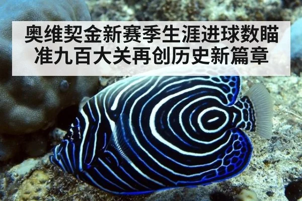 奥维契金新赛季生涯进球数瞄准九百大关再创历史新篇章